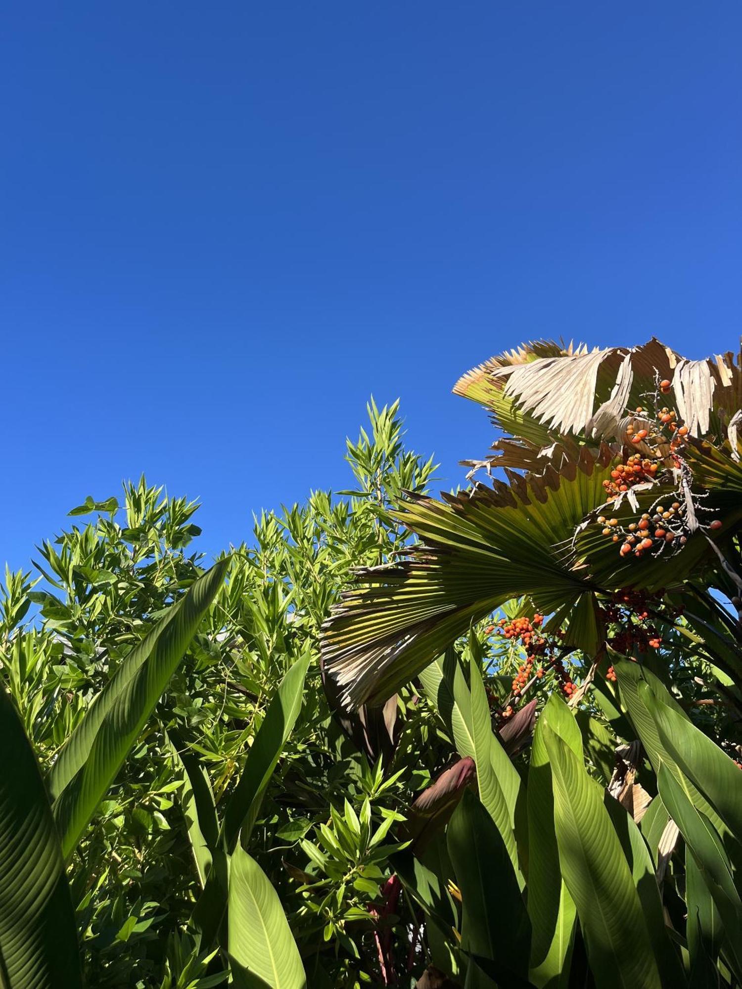 Eden Paradise Ecolodge & Spa Sainte-Luce Exterior foto