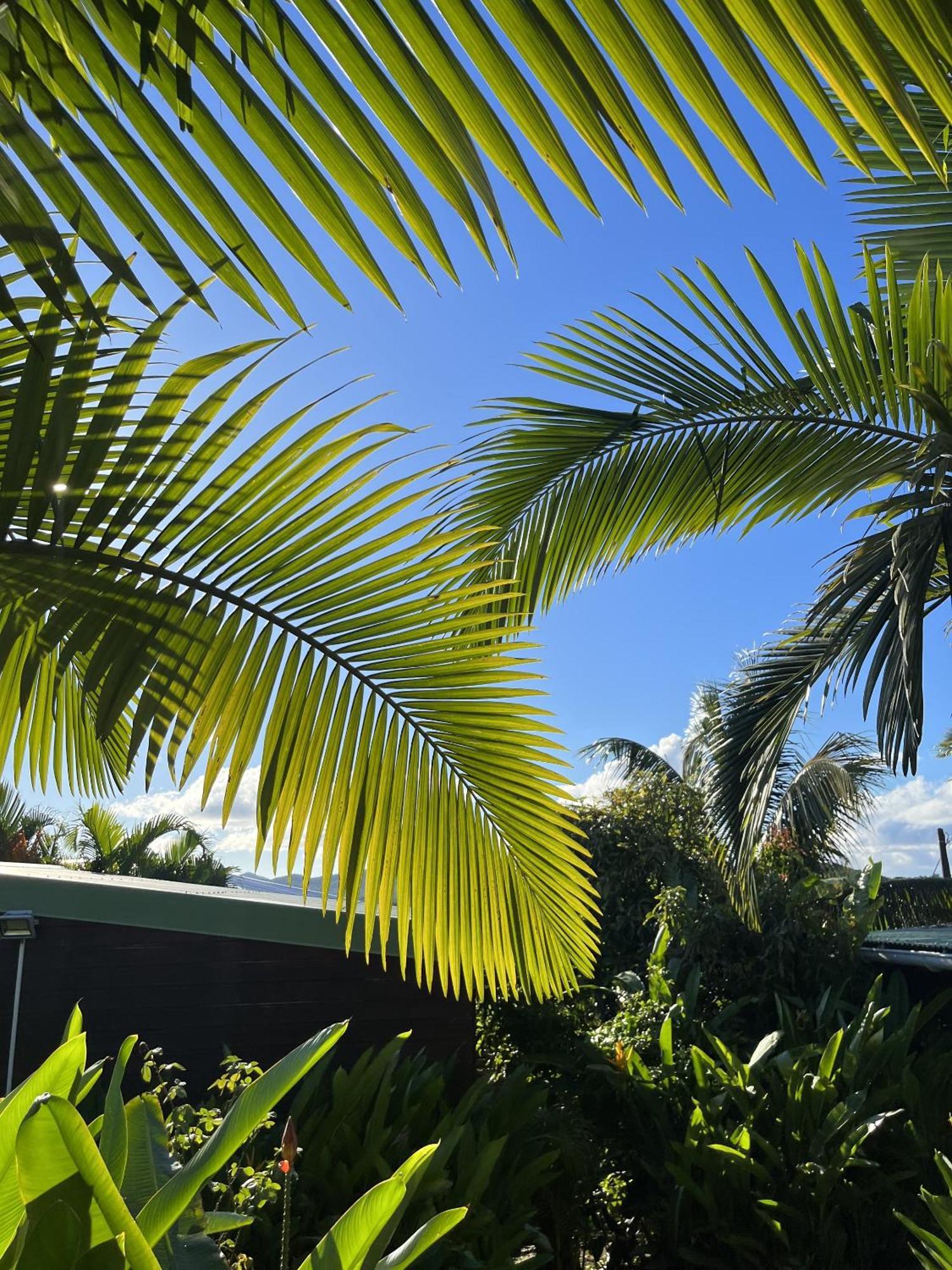 Eden Paradise Ecolodge & Spa Sainte-Luce Exterior foto